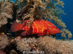 Coral grouper in the shadow of a soft coral by Olivier Notz 